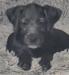 Enlarge KIWI, a Adoptable mixed breed in fort worth, TX image 1/5