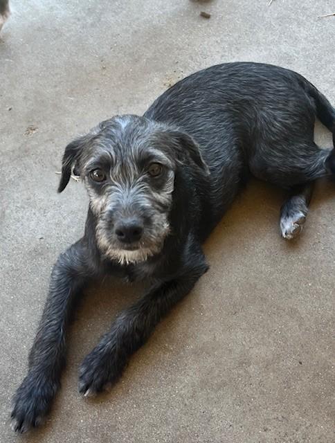 Enlarge KIWI, a Adoptable mixed breed in fort worth, TX image 2/5