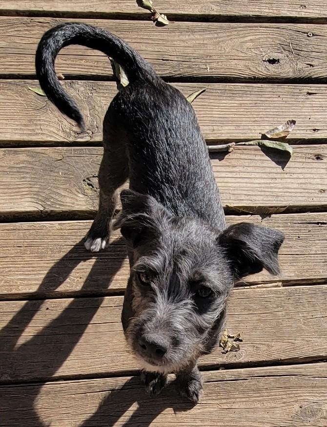 Enlarge KIWI, a Adoptable mixed breed in fort worth, TX image 3/5