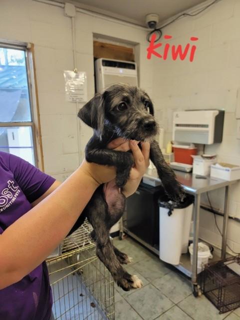 Enlarge KIWI, a Adoptable mixed breed in fort worth, TX image 4/5