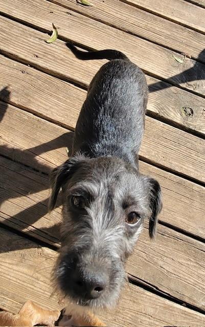 Enlarge KIWI, a Adoptable mixed breed in fort worth, TX image 5/5