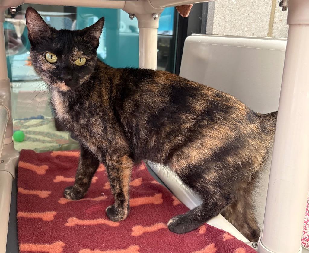 Trudie, a Adoptable mixed breed in Greeneville, TN image 2/3