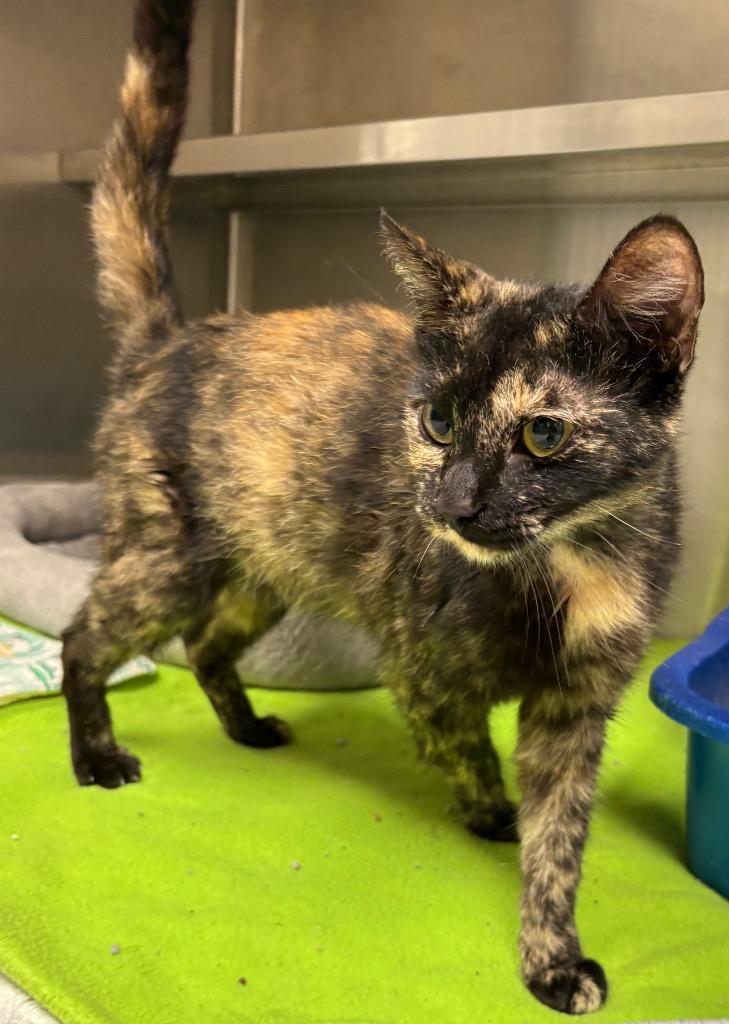 Trudie, a Adoptable mixed breed in Greeneville, TN image 3/3
