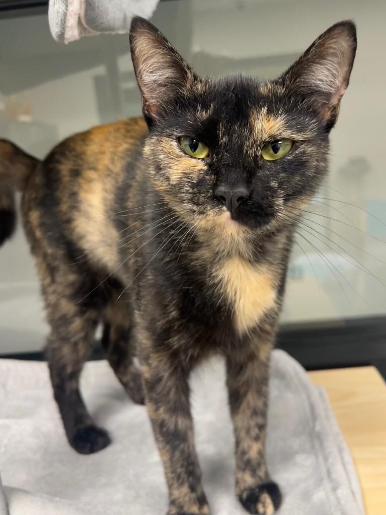 Trudie, a Adoptable mixed breed in Greeneville, TN image 4/4