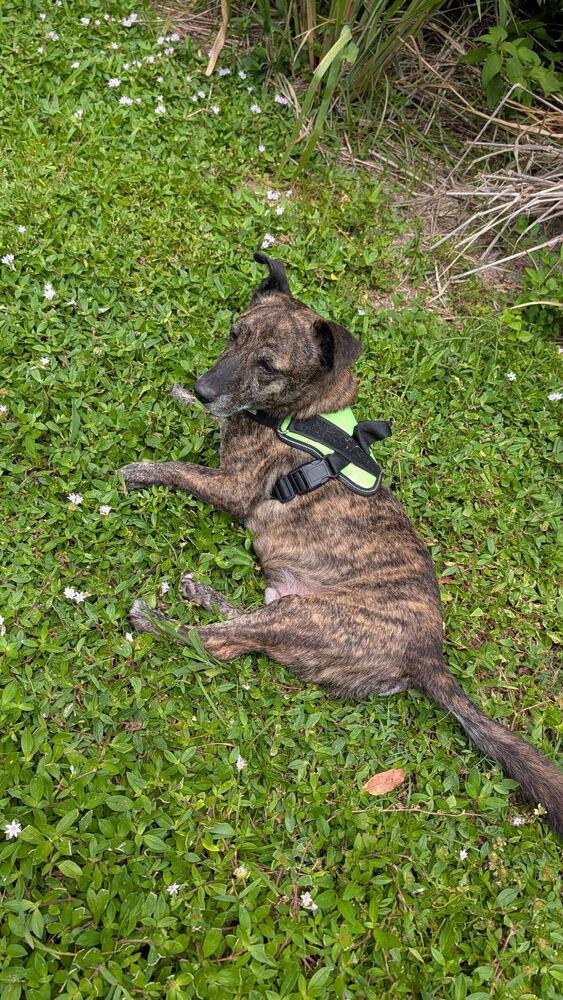 Hershey, Adoptable, Adult Male Plott Hound & Terrier.