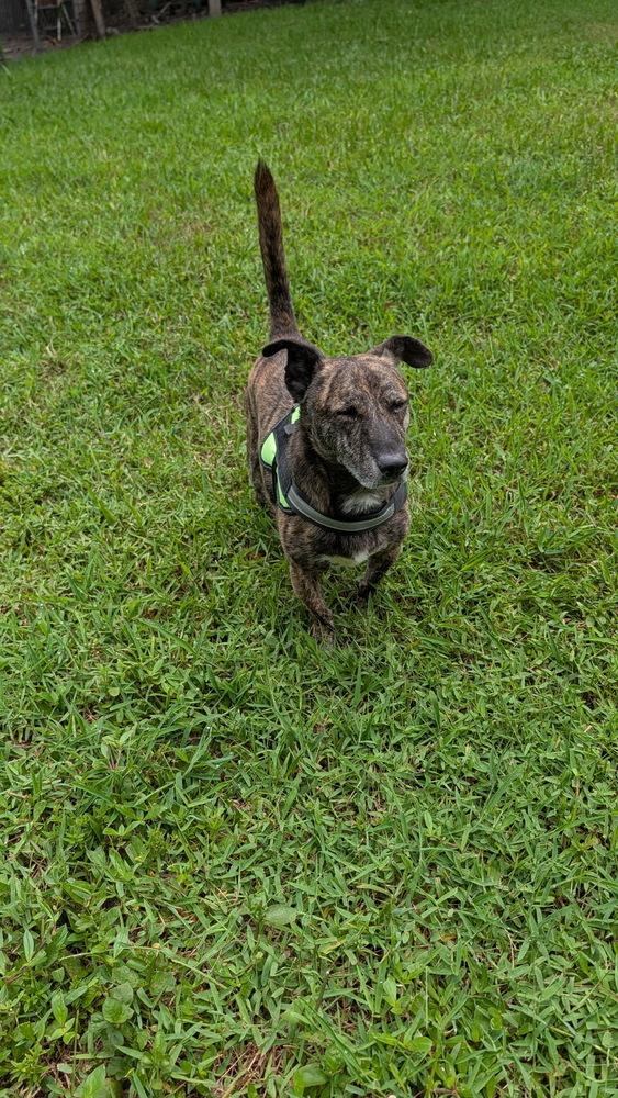 Hershey, a Adoptable mixed breed in West Palm Beach, FL image 2/4