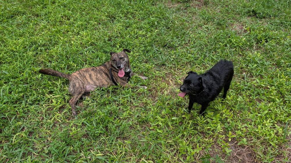 Enlarge Hershey, a Adoptable mixed breed in West Palm Beach, FL image 3/6