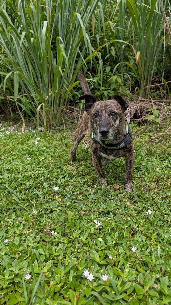 Hershey, a Adoptable mixed breed in West Palm Beach, FL image 3/4