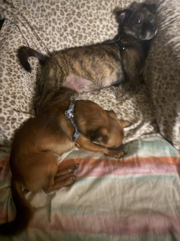 Enlarge Hershey, a Adoptable mixed breed in West Palm Beach, FL image 5/6