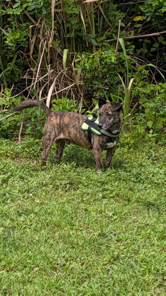 Hershey, a Adoptable mixed breed in West Palm Beach, FL image 4/4