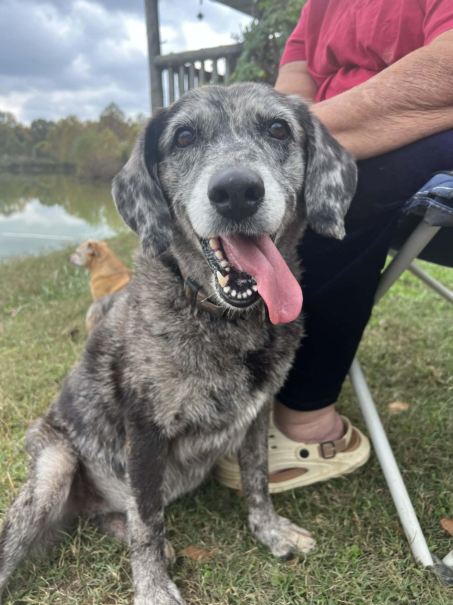 Izzy, ADOPTABLE, Adult Female Catahoula Leopard Dog.