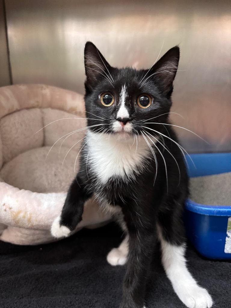 Ginny, Adoptable, Kitten Female Domestic Short Hair.