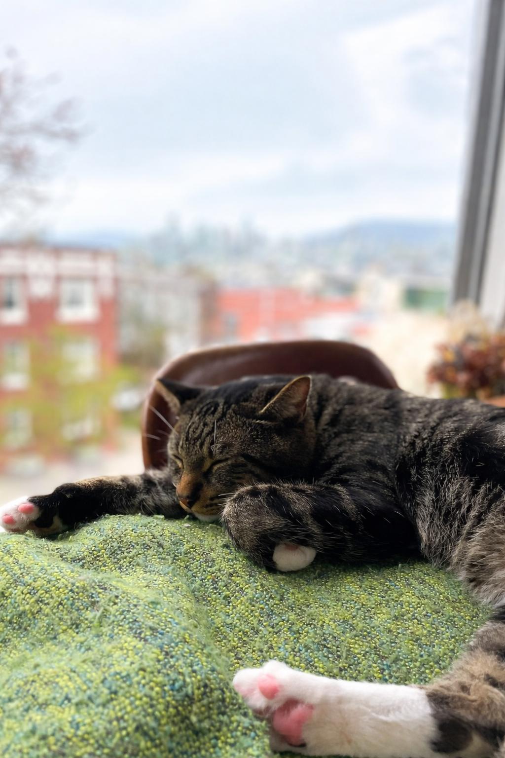 Tom, adopted, Adult Male Tabby.