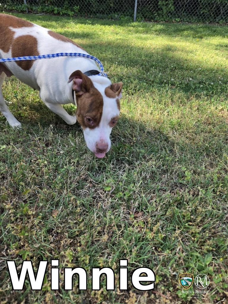 Winnie, Adoptable, Young Female Pit Bull Terrier.