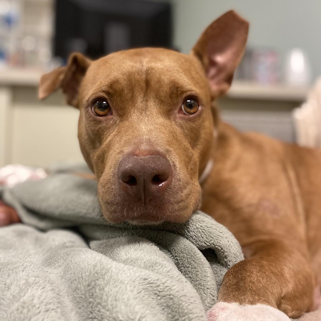 Rosalynn, Adoptable, Adult Female Mixed Breed.