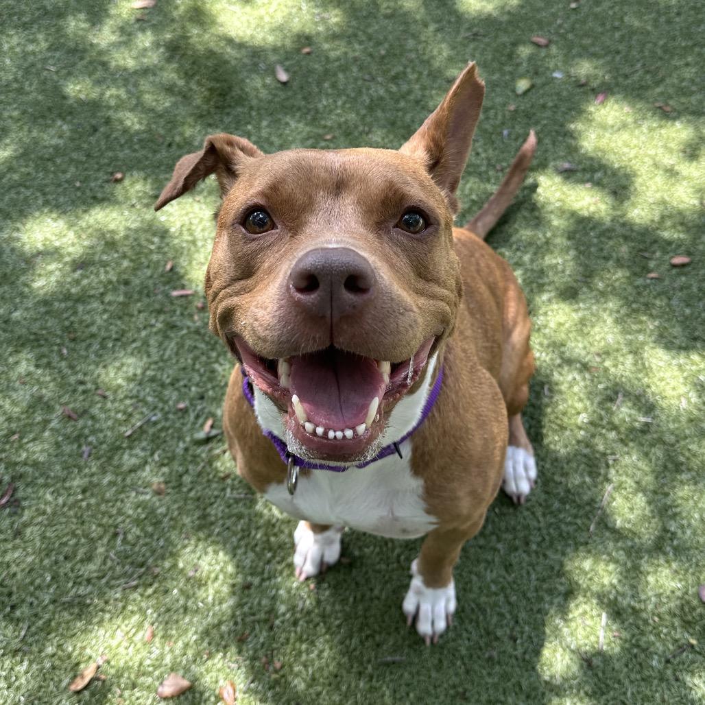 Enlarge Rosalynn, a Adoptable Mixed Breed in Titusville, FL image 2/6