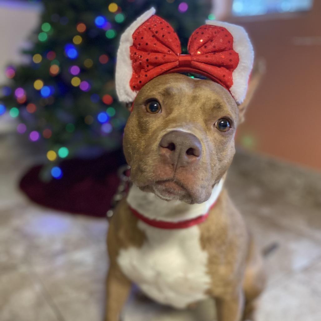 Enlarge Rosalynn, a Adoptable Mixed Breed in Titusville, FL image 3/6