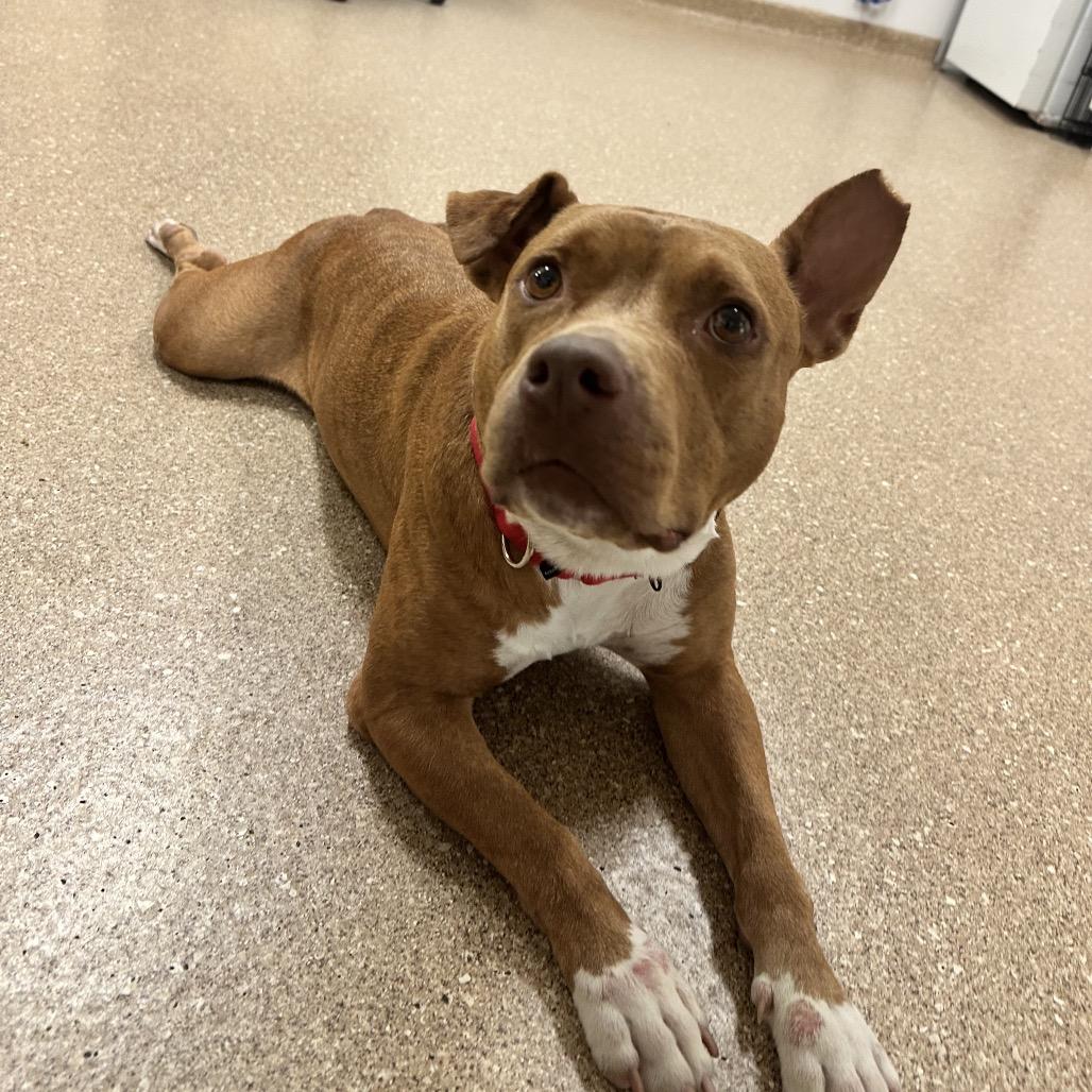 Enlarge Rosalynn, a Adoptable Mixed Breed in Titusville, FL image 4/6