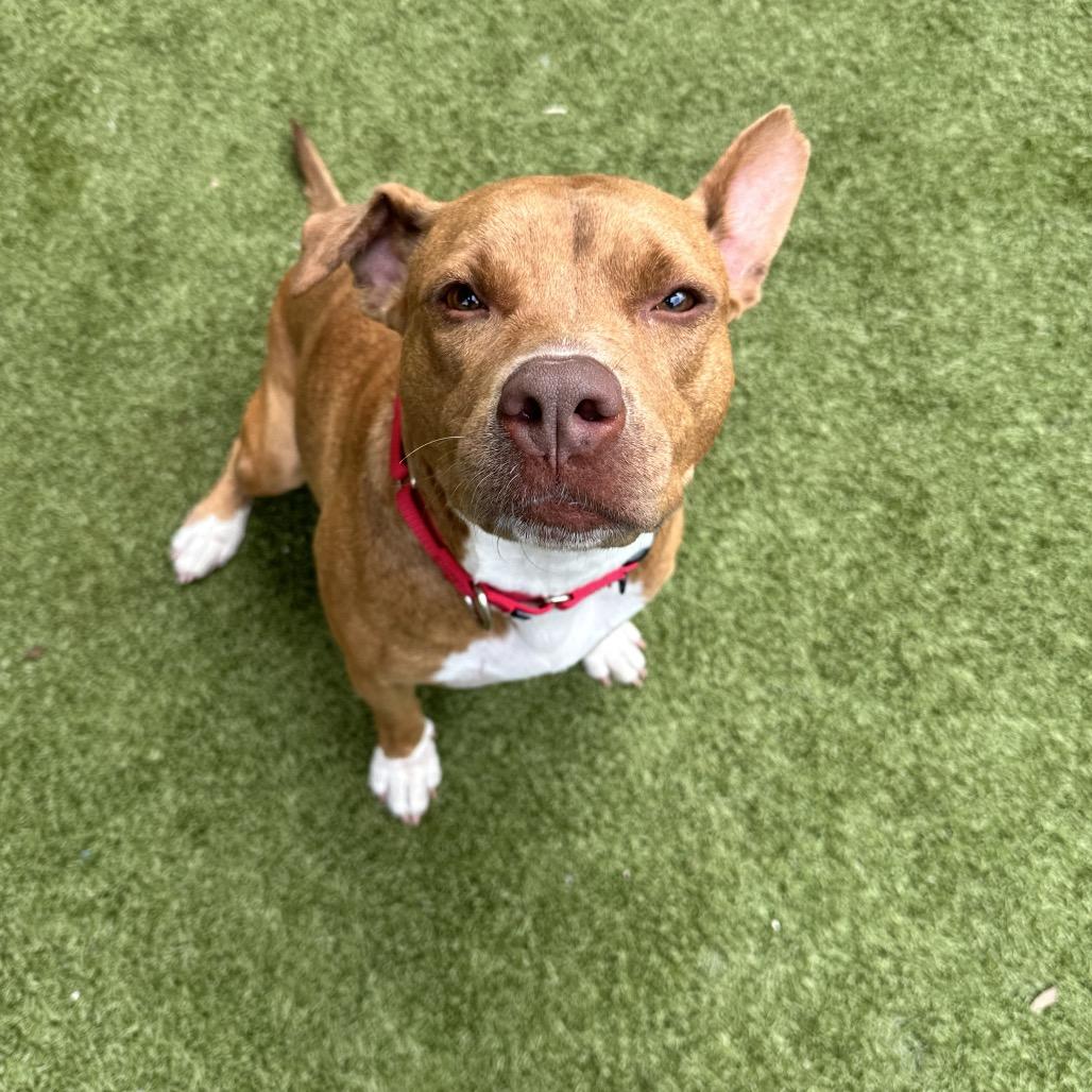 Enlarge Rosalynn, a Adoptable Mixed Breed in Titusville, FL image 5/6