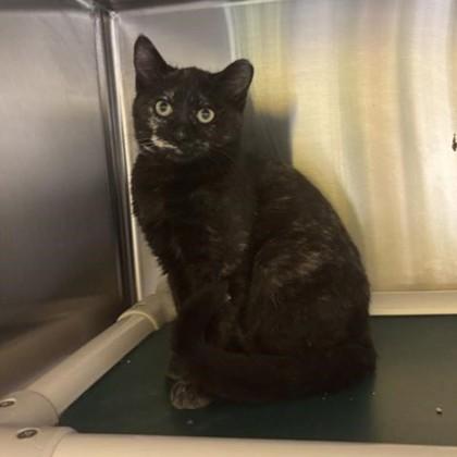 Bunny, Adoptable, Young Male Domestic Short Hair & Domestic Short Hair.