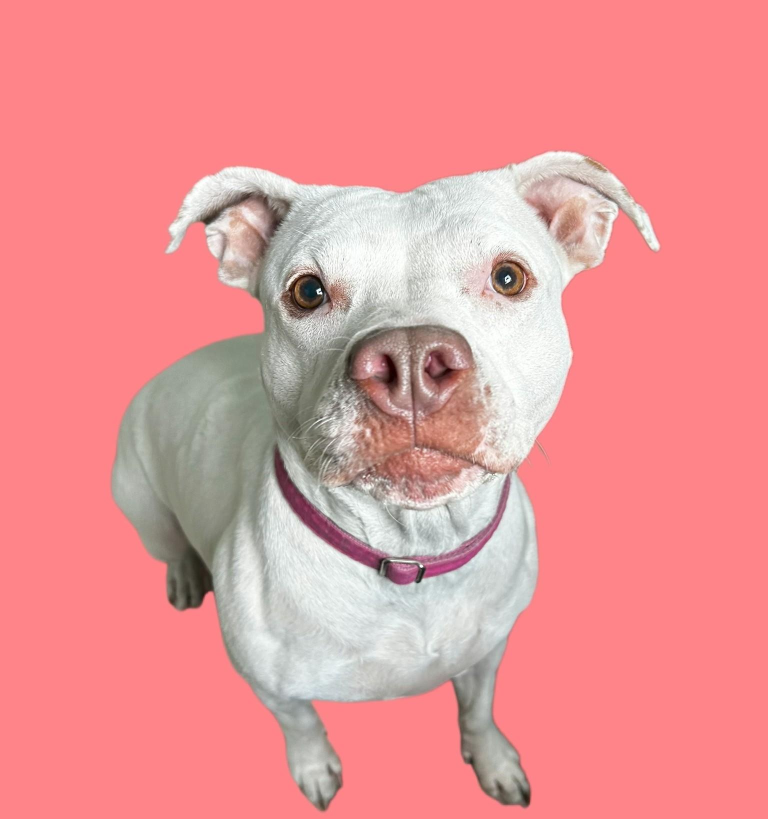 Mavis, Adoptable, Adult Female American Staffordshire Terrier.