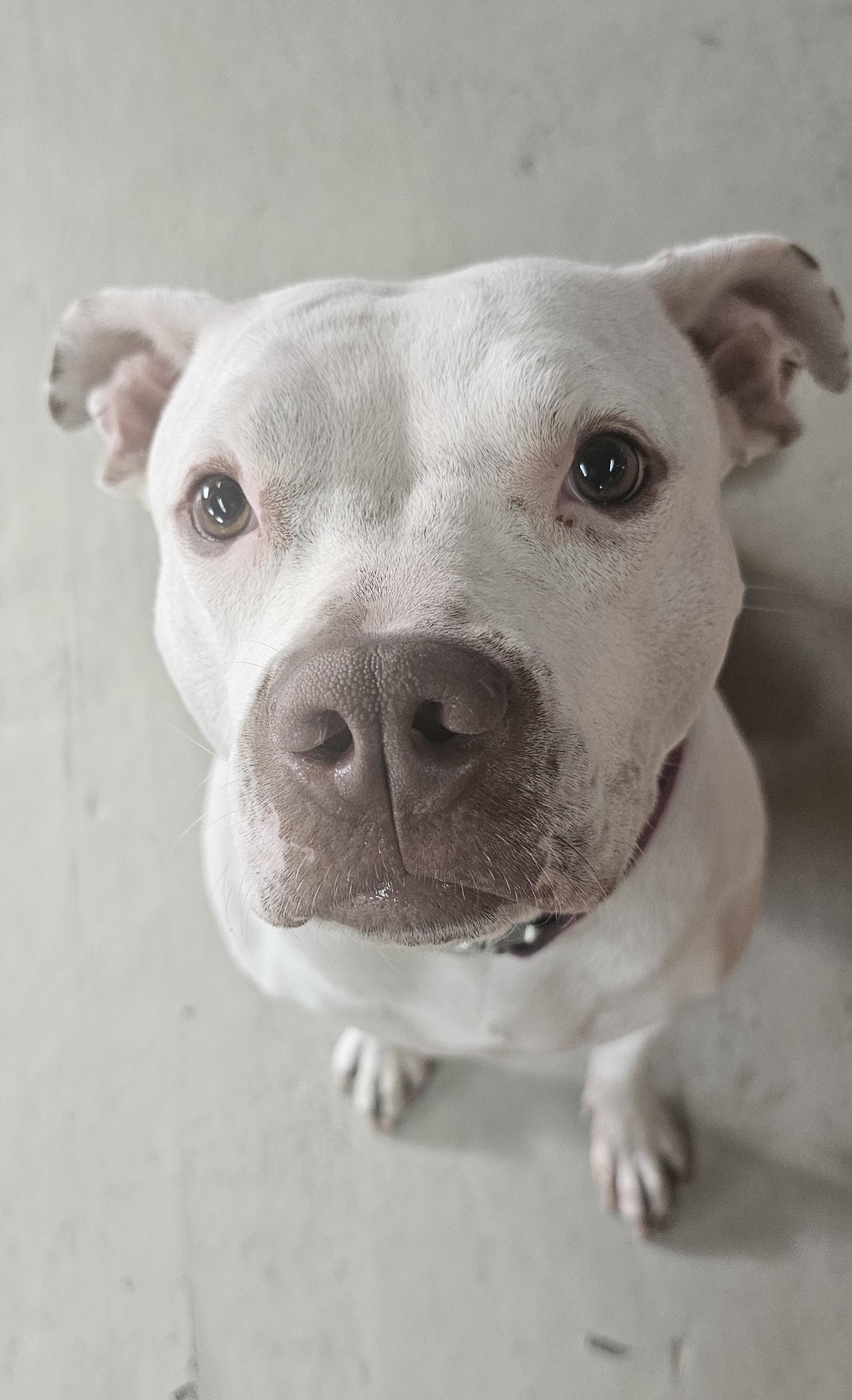 Mavis, a Adoptable American Staffordshire Terrier in Brunswick, OH image 5/6