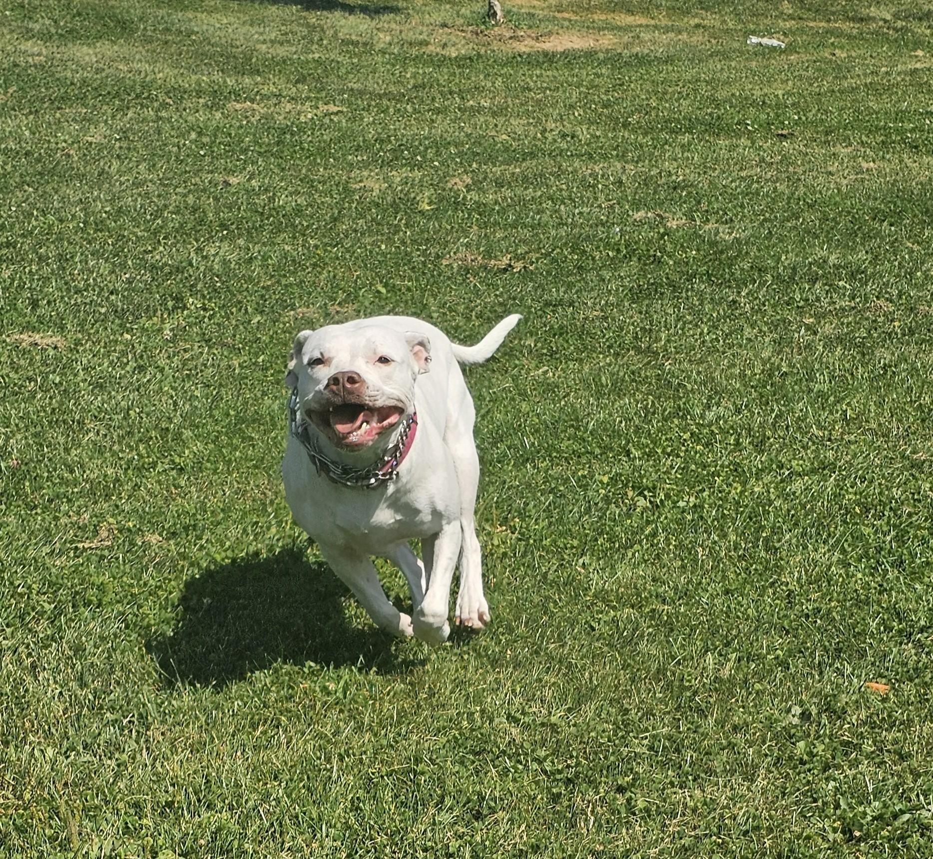 Mavis, a Adoptable American Staffordshire Terrier in Brunswick, OH image 6/6