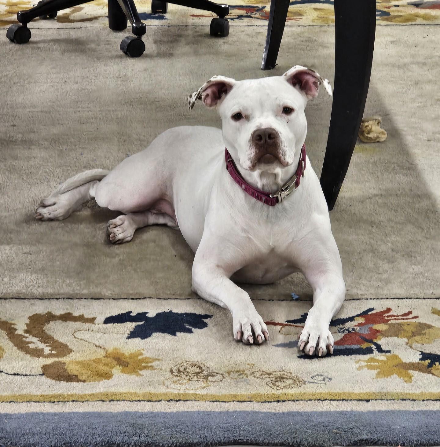 Mavis, a Adoptable American Staffordshire Terrier in Brunswick, OH image 4/6