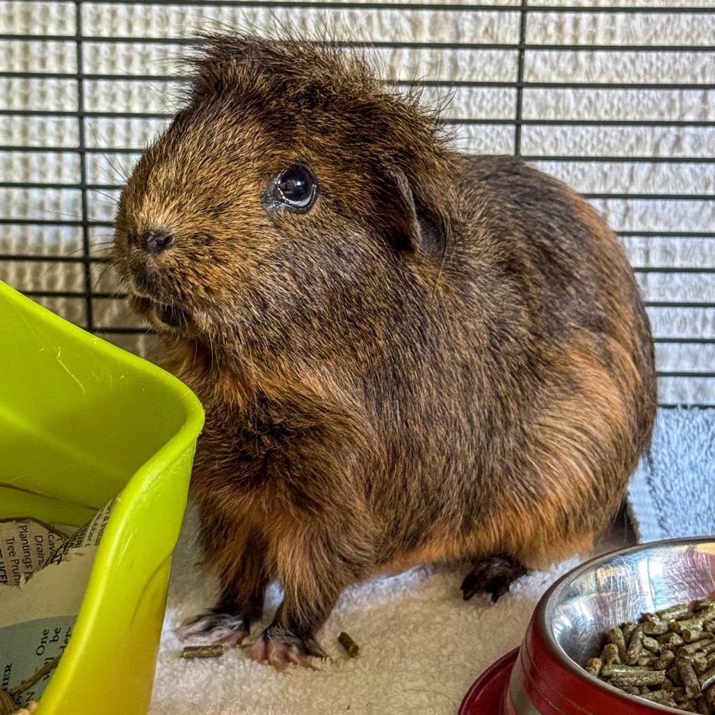 Enlarge Mary Jane *Bonded w/ Coco*, a Adoptable Guinea Pig in Kennebunk, ME image 1/6