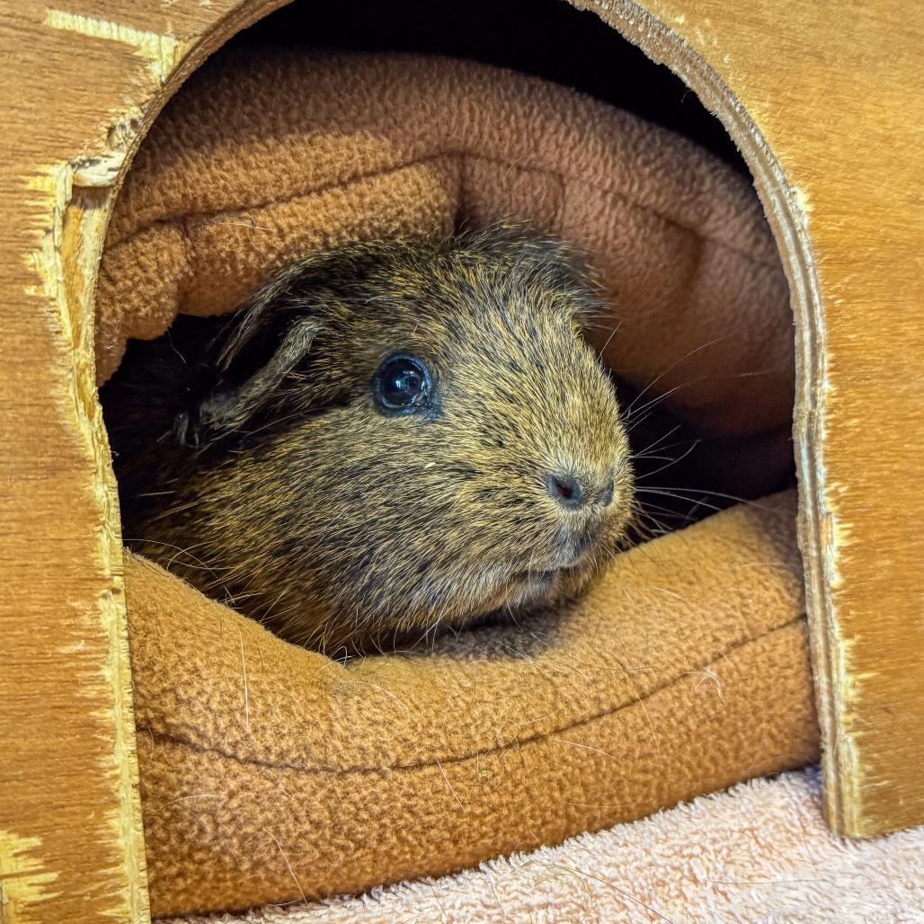 Enlarge Mary Jane *Bonded w/ Coco*, a Adoptable Guinea Pig in Kennebunk, ME image 3/6