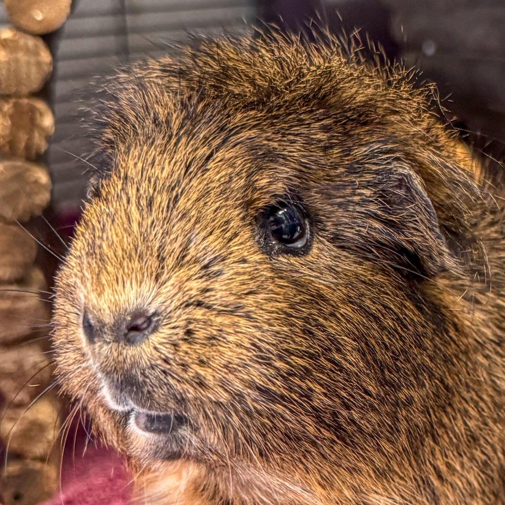 Enlarge Mary Jane *Bonded w/ Coco*, a Adoptable Guinea Pig in Kennebunk, ME image 4/6