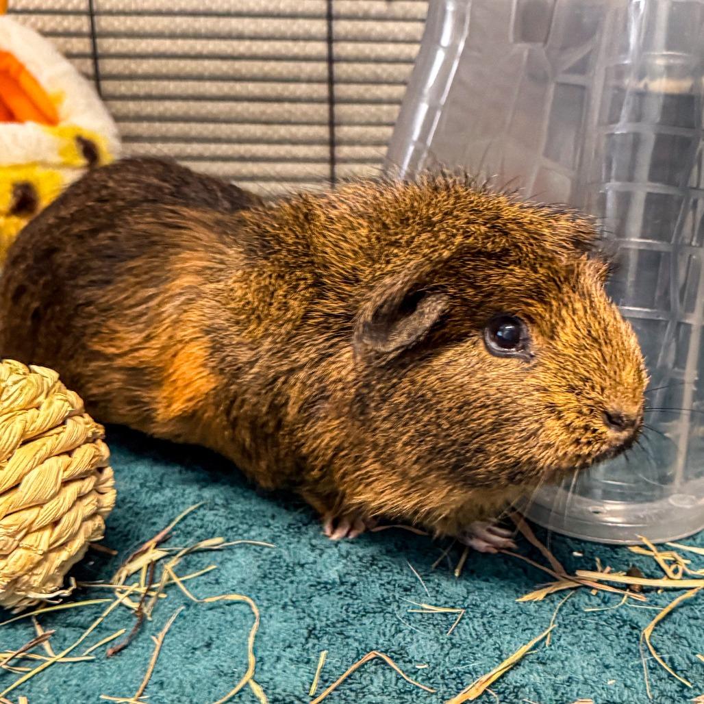 Enlarge Mary Jane *Bonded w/ Coco*, a Adoptable Guinea Pig in Kennebunk, ME image 5/6