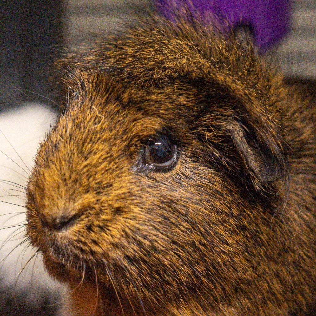 Enlarge Mary Jane *Bonded w/ Coco*, a Adoptable Guinea Pig in Kennebunk, ME image 6/6