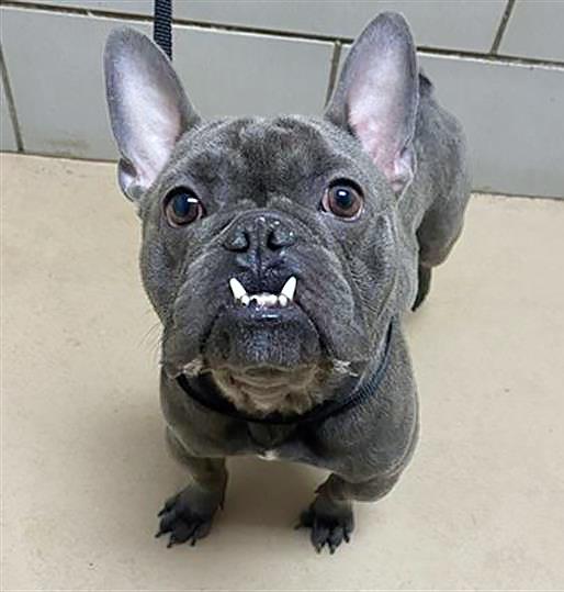 Dragula, adopted, Adult Male Mixed Breed.