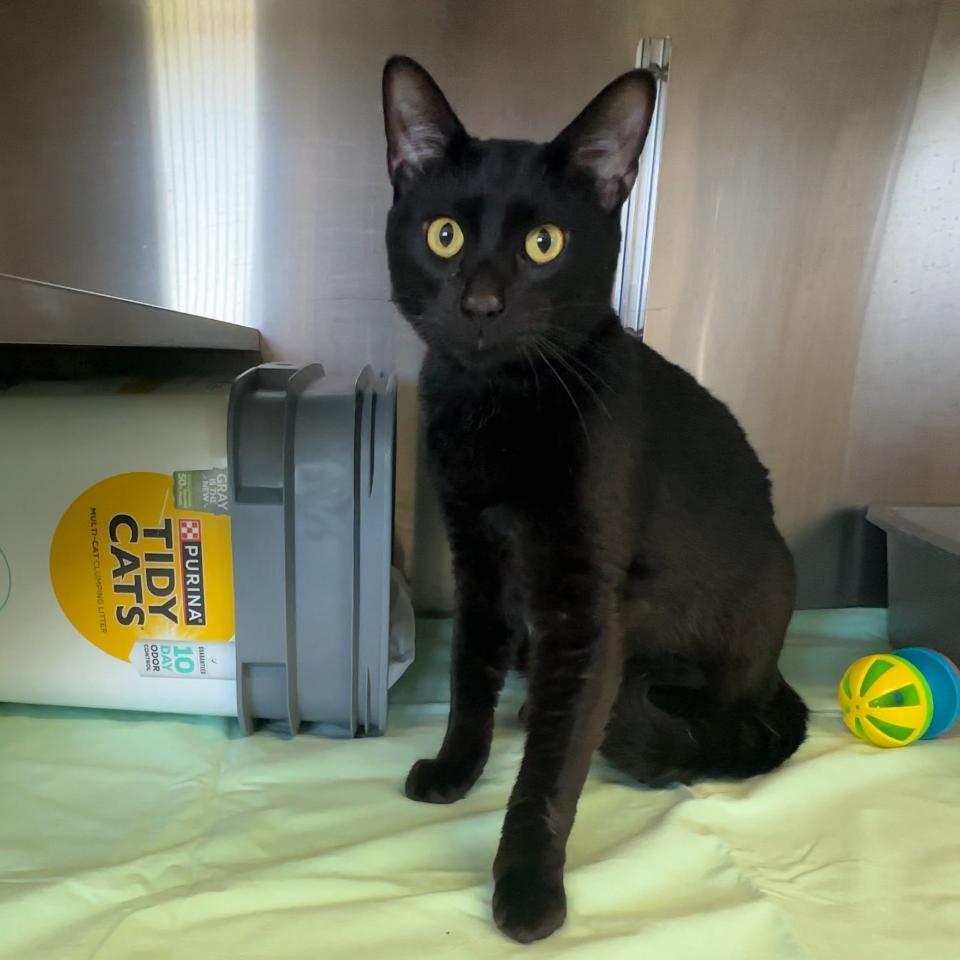 Peep, Adoptable, Young Male Domestic Short Hair.