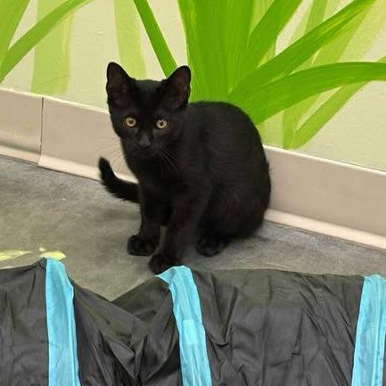 Peep, a Adoptable Domestic Short Hair in Manhattan, KS image 2/6