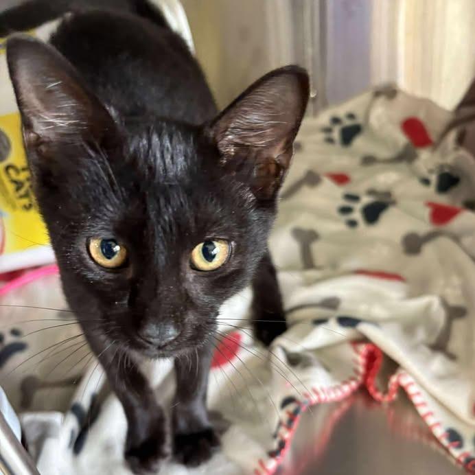 Peep, a Adoptable Domestic Short Hair in Manhattan, KS image 3/6