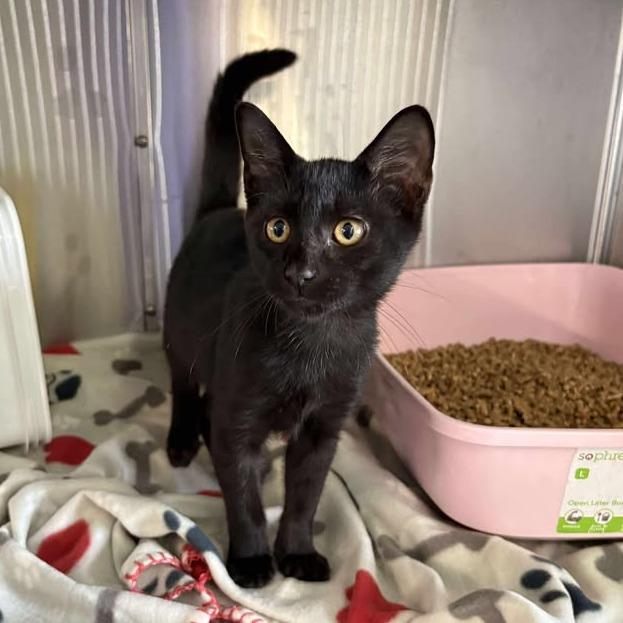 Peep, a Adoptable Domestic Short Hair in Manhattan, KS image 4/6