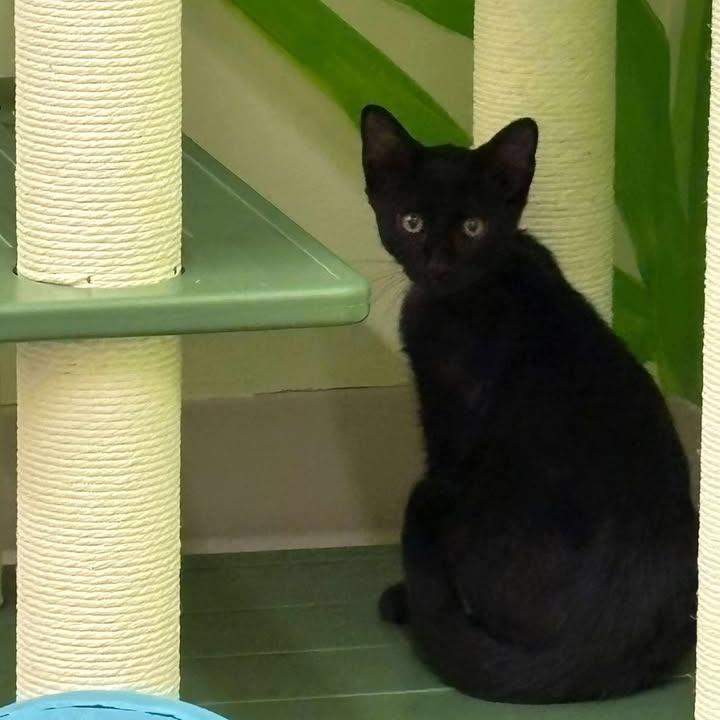 Peep, a Adoptable Domestic Short Hair in Manhattan, KS image 5/6