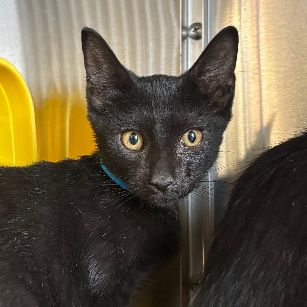 Peep, a Adoptable Domestic Short Hair in Manhattan, KS image 6/6
