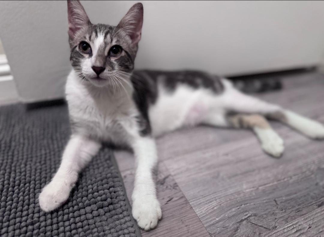 Enlarge Harry Potter, a Adoptable Tabby in San Juan Capistrano, CA image 2/3