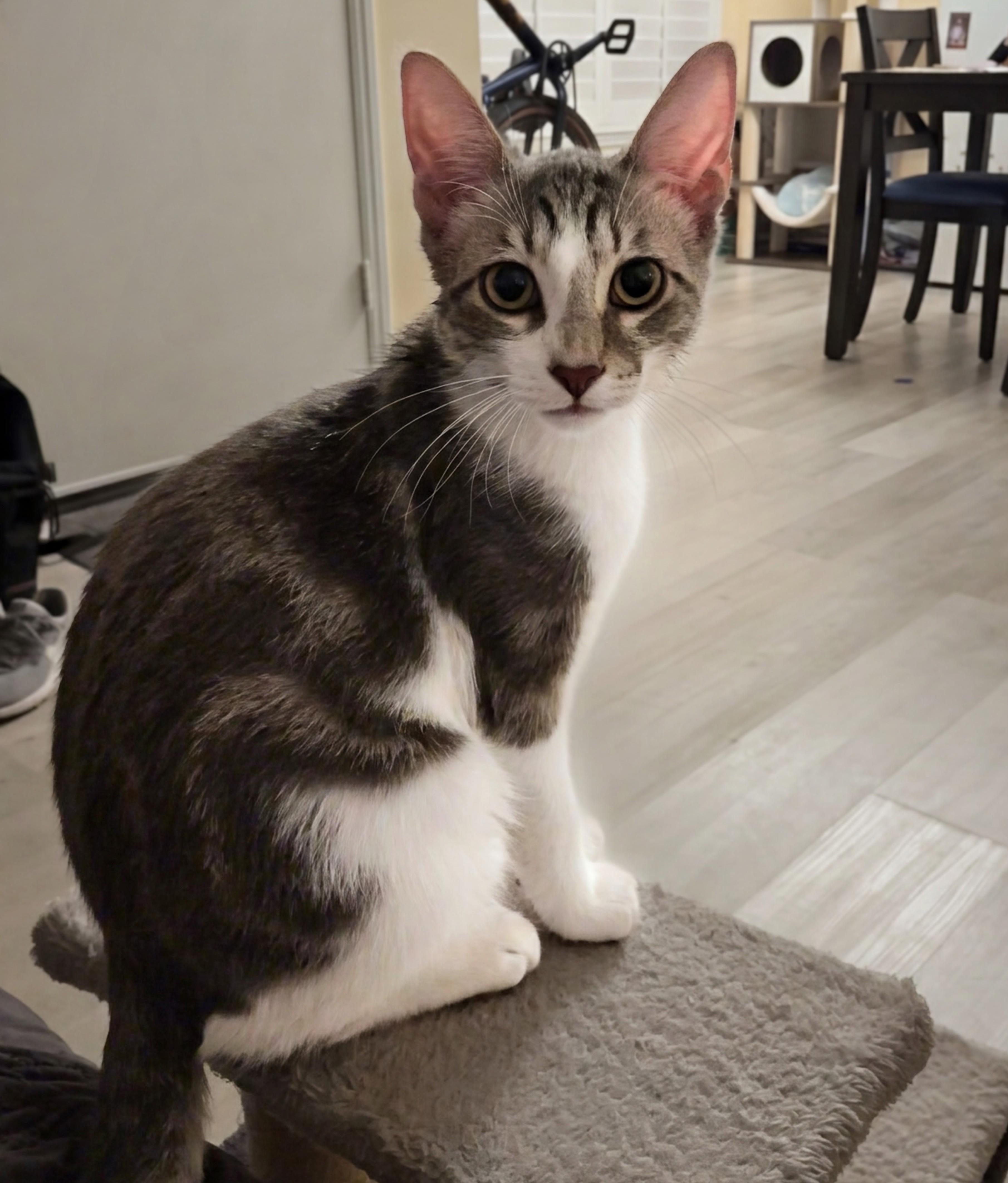 Enlarge Harry Potter, a Adoptable Tabby in San Juan Capistrano, CA image 1/3