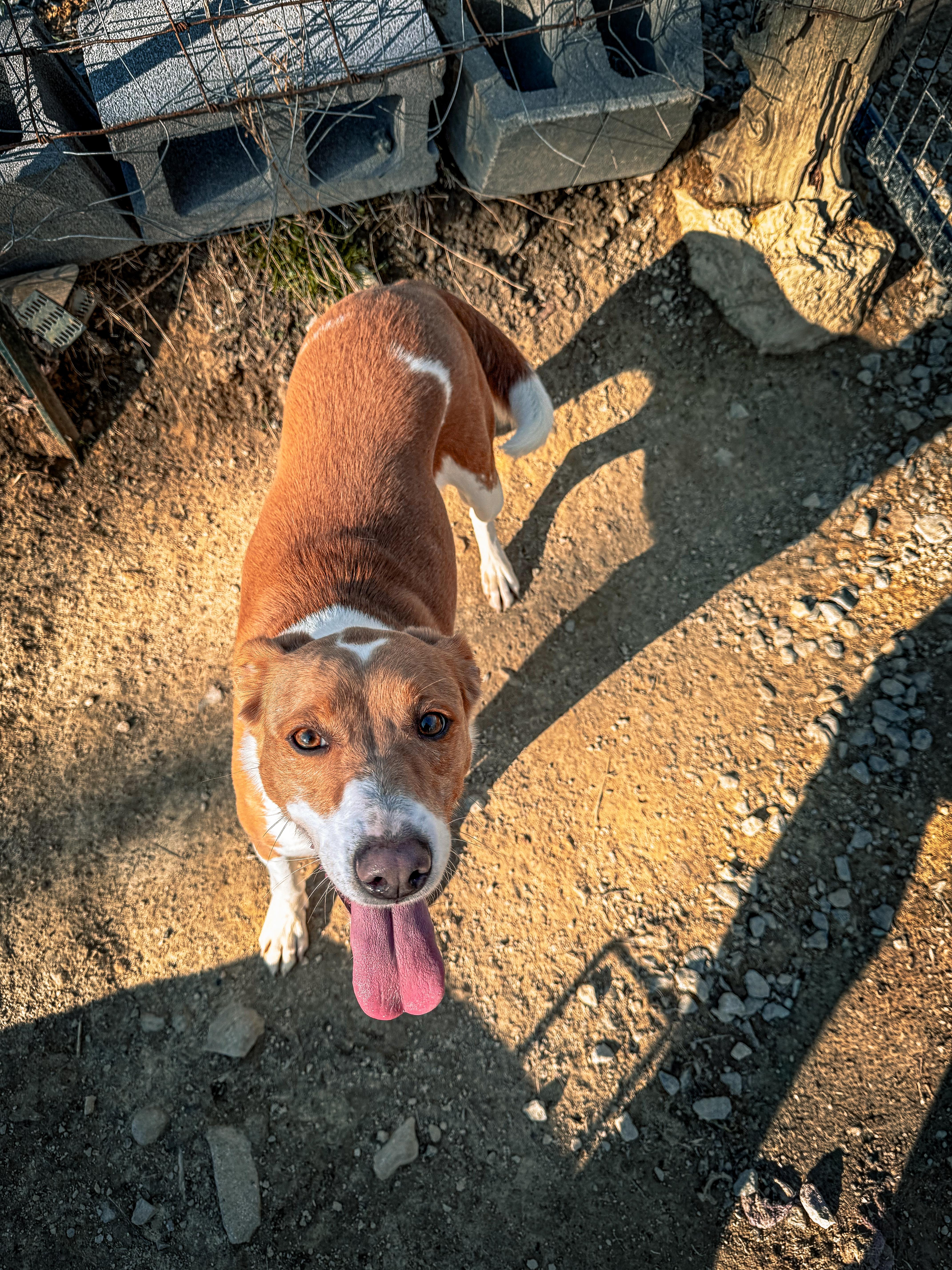 Lucy, a ADOPTABLE mixed breed in Junction City, KY image 3/4
