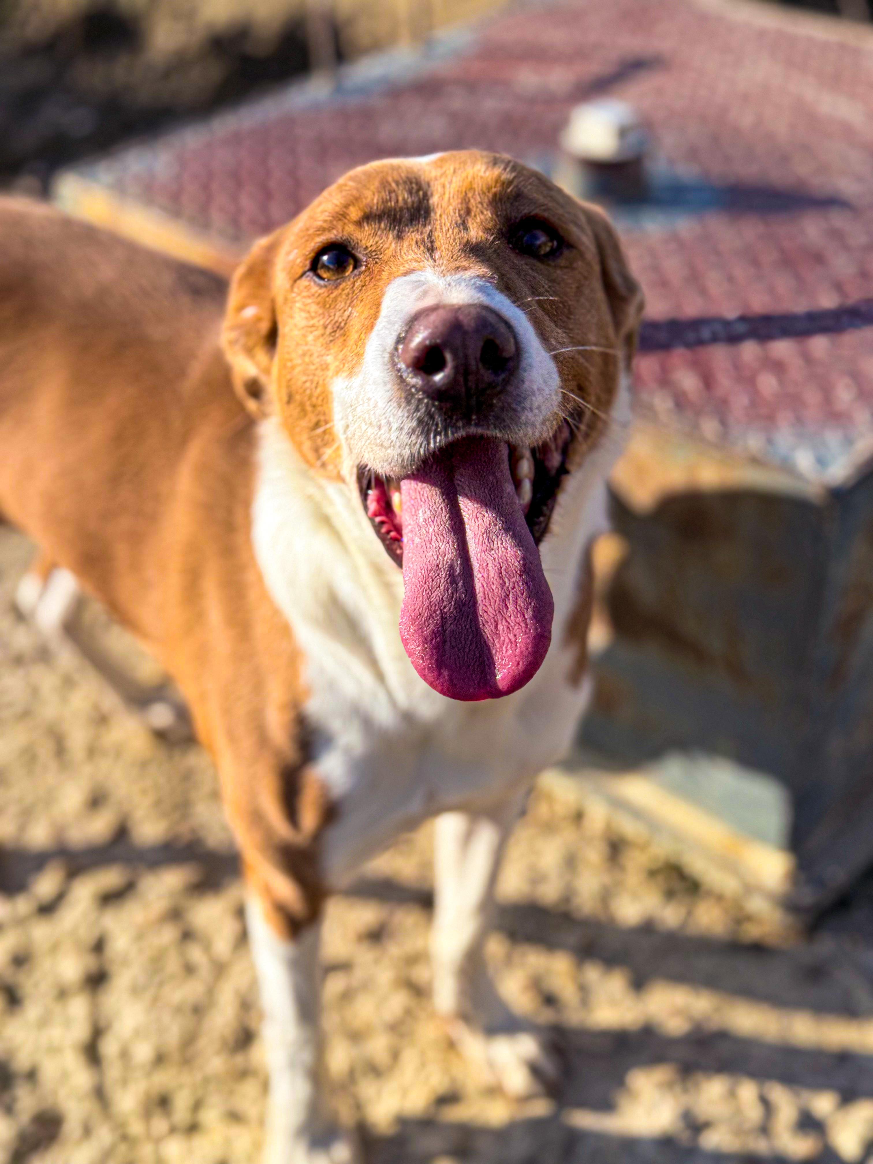 Lucy, ADOPTABLE, Adult Female Hound.