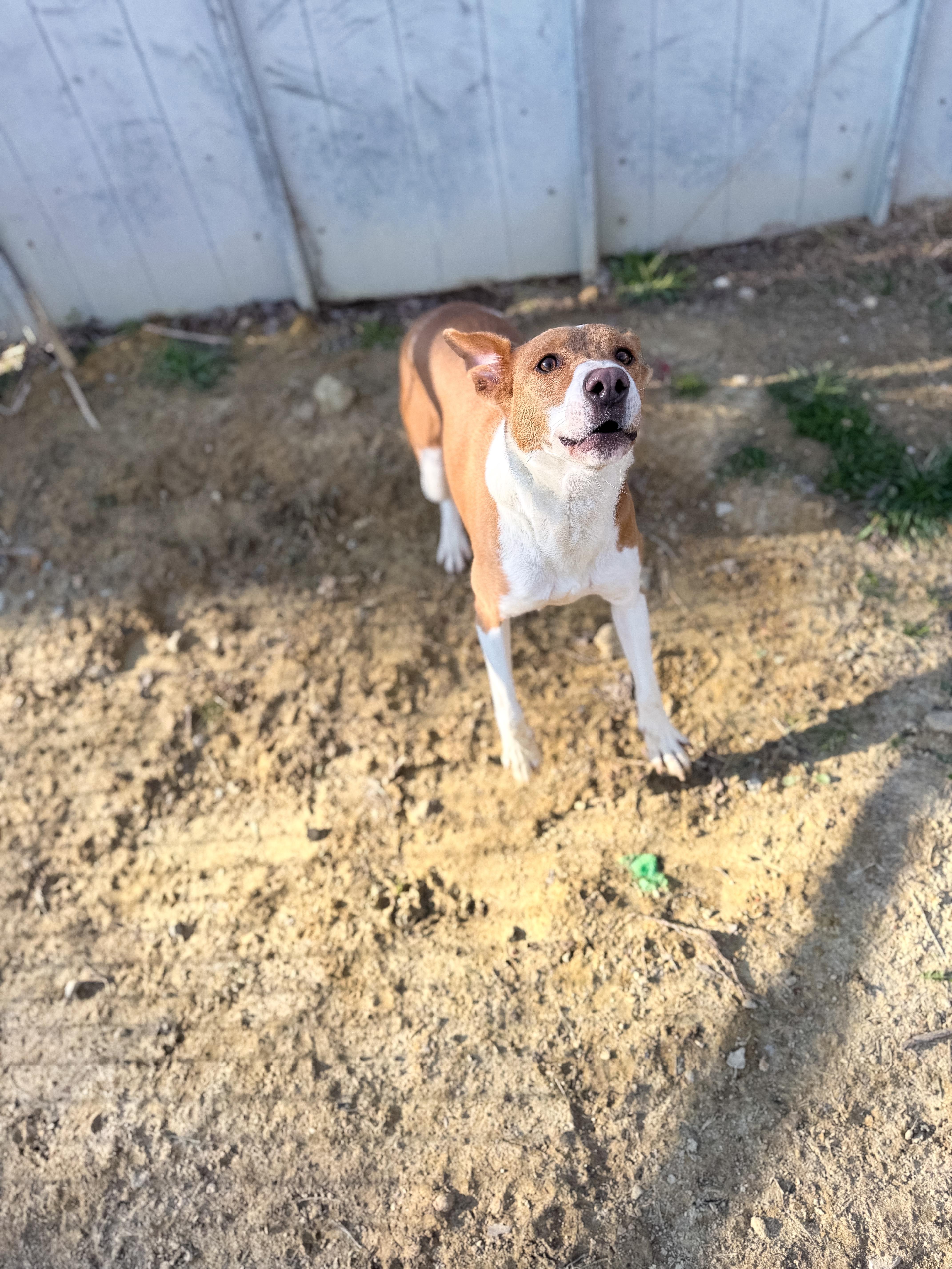 Lucy, a ADOPTABLE mixed breed in Junction City, KY image 4/4