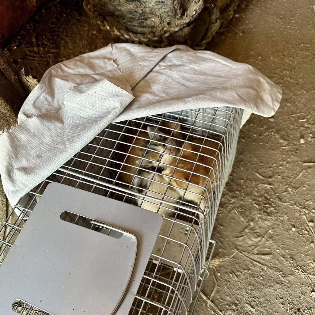 Enlarge Holland, a Adoptable Domestic Short Hair in Leechburg, PA image 2/4