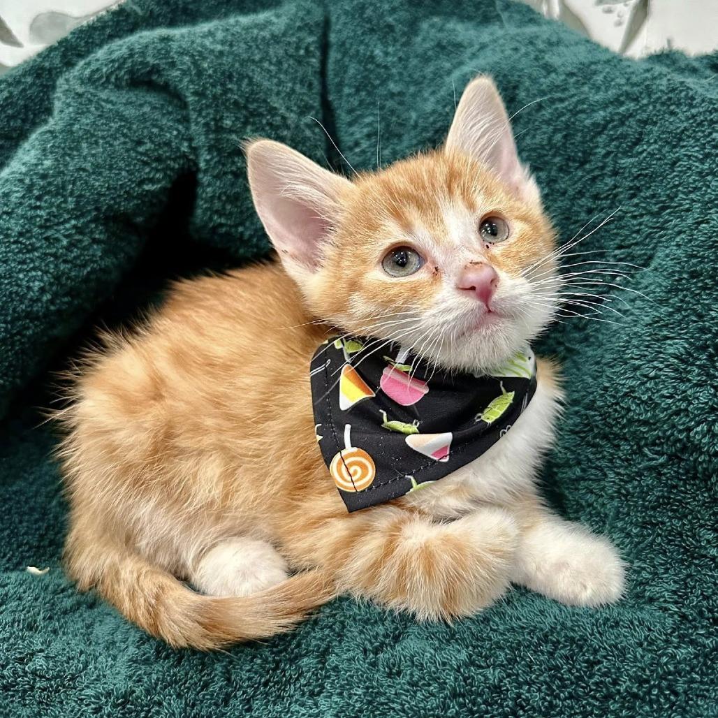 Enlarge Holland, a Adoptable Domestic Short Hair in Leechburg, PA image 3/4