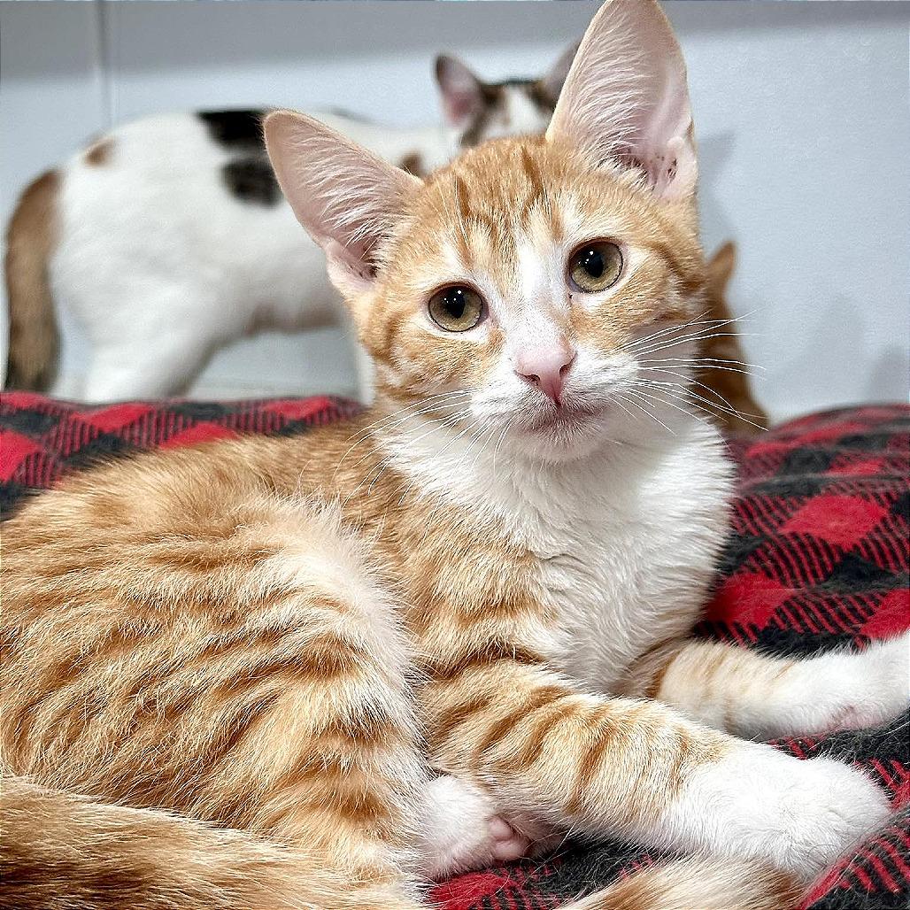 Holland, Adoptable, Kitten Male Domestic Short Hair.