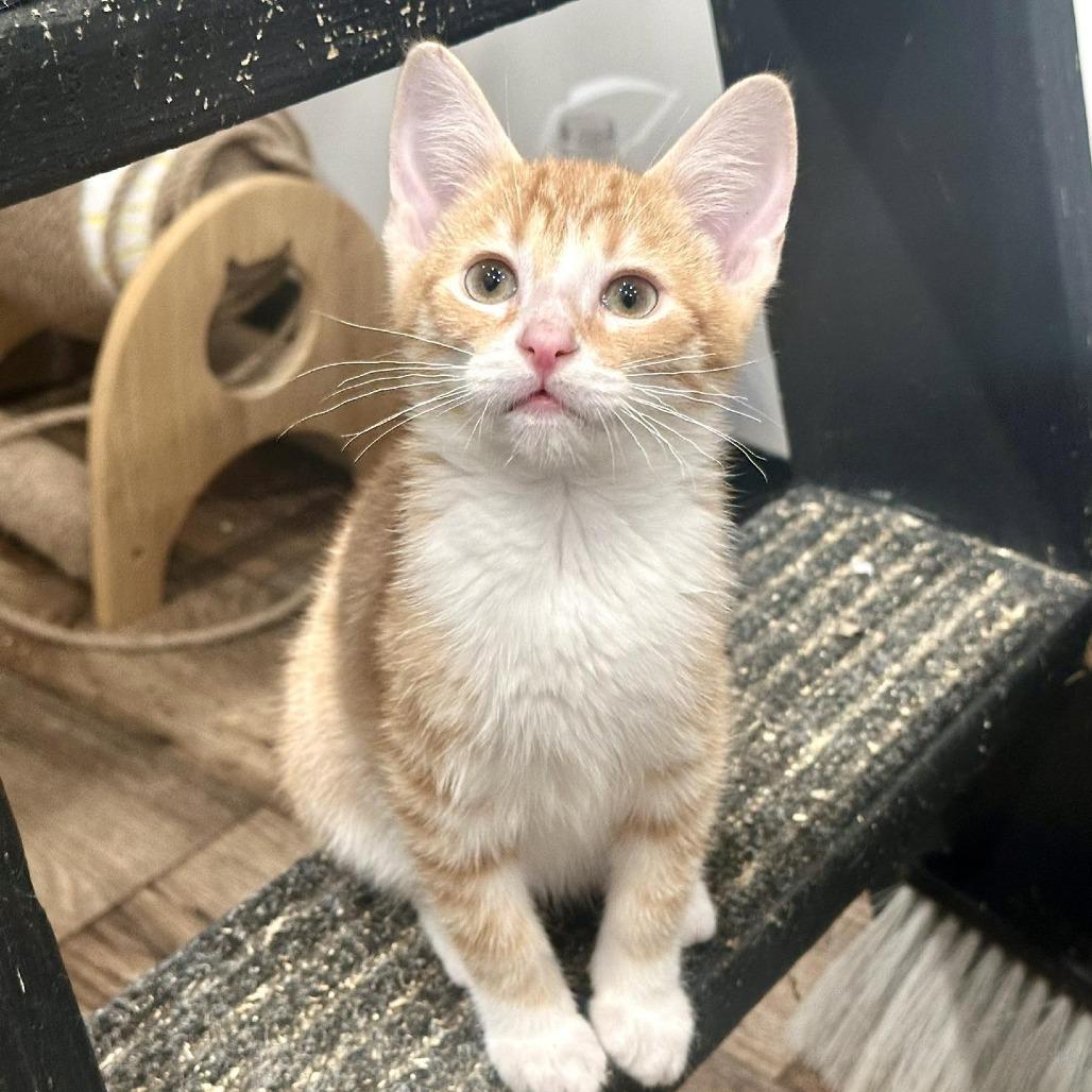 Enlarge Holland, a Adoptable Domestic Short Hair in Leechburg, PA image 4/4