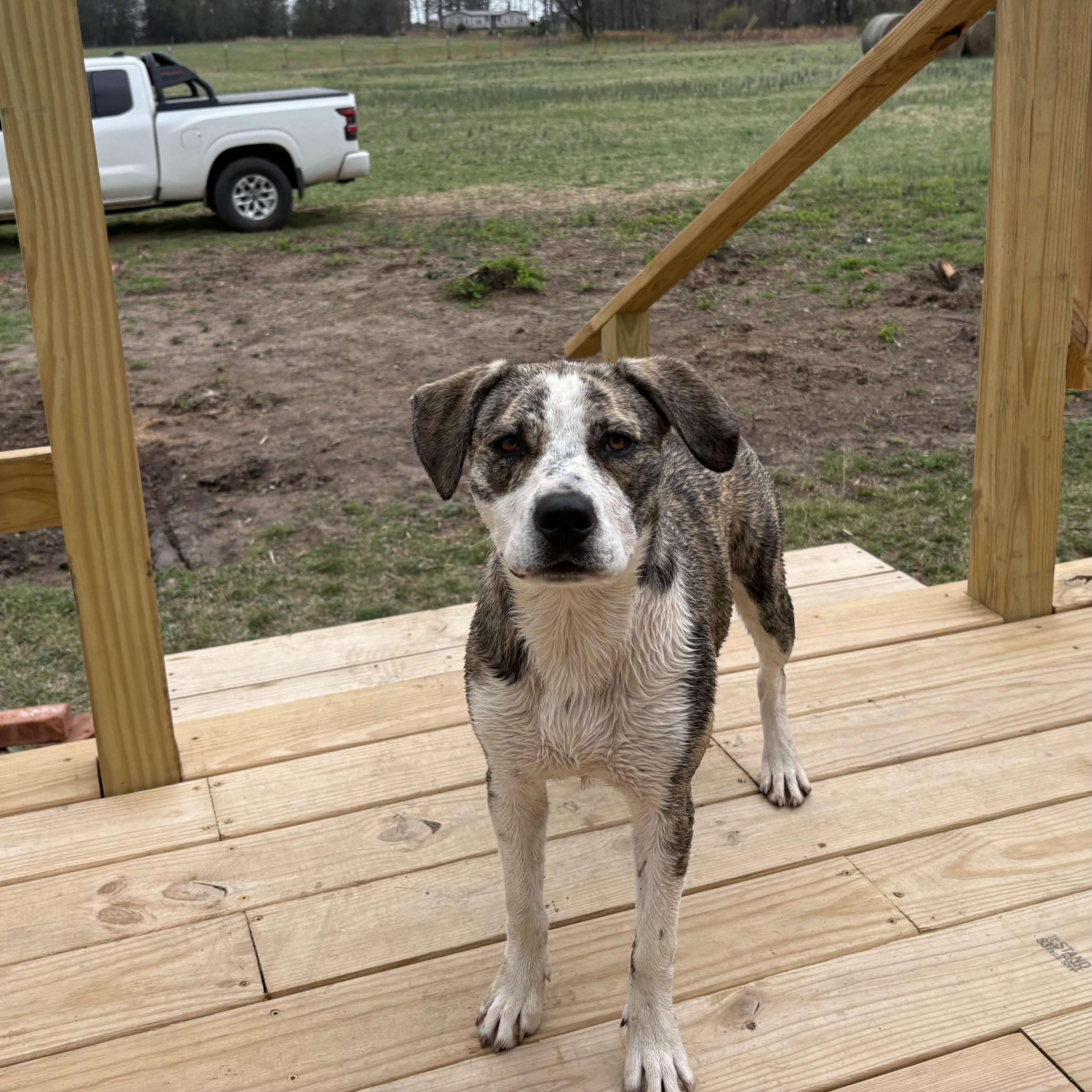 Enlarge Ellie, a ADOPTABLE mixed breed in Colcord, OK image 4/6